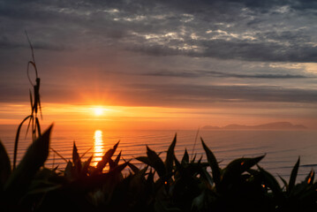 Silhouette of plants and upclose of grass at golden hour, with de-focused cloudy horizon and sun reflecting on ocean