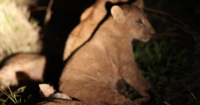 Lion cubs play fighting within large pride seen with flashlight during night time game drive