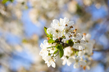 Blooming tree