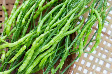Rat-tailed radish. Fresh organic vegetables