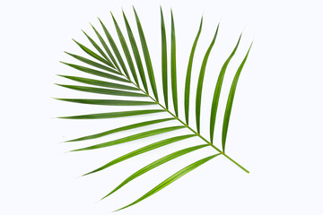 Fototapeta premium Green leaves of palm tree on white background.