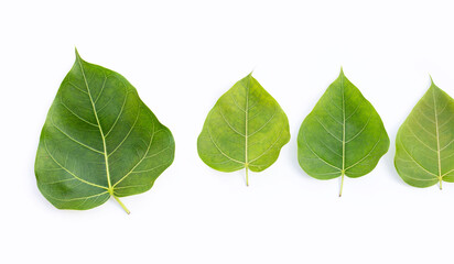 Green bodhi leaf on a white background.