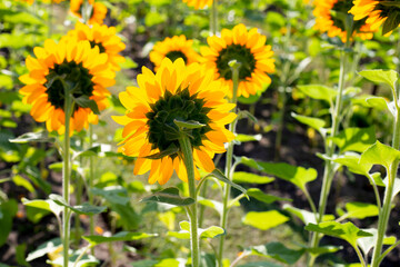 Sunflower field, Beautiful summer landscape.