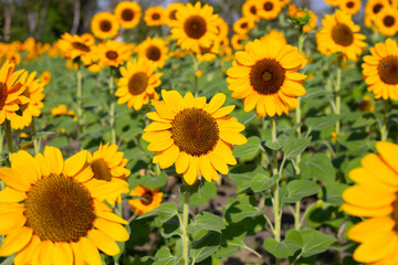 Fototapeta na wymiar Sunflower field, Beautiful summer landscape.