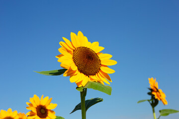 Sunflower field with blue sky. Beautiful summer landscape.