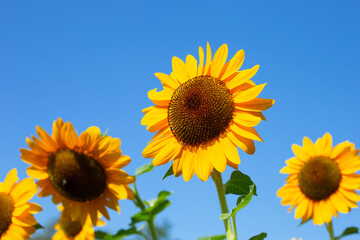 Sunflower field with blue sky. Beautiful summer landscape.