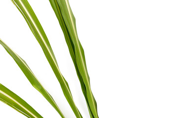 Sugar cane leaves on white background.