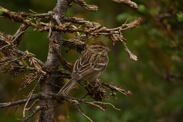 Juvenile Chipping Sparrow