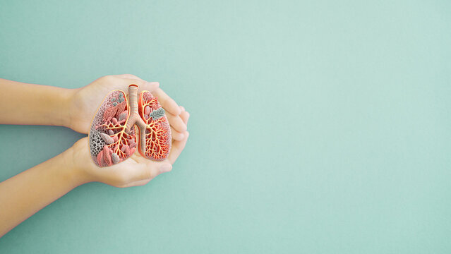 Hands holding anatomy lung, world tuberculosis tb day, world no tobacco day, lung cancer,COPD, organ donation concept