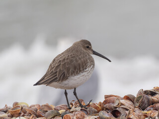 A close up of a Dunlin in winter plumage standing on a shell beach