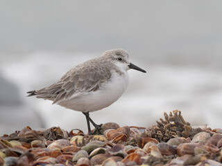 A close up of a Sanderling standing on a shell beach  in winter