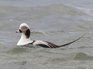An adult male Long-tailed Duck in winter plumage swimming on the ocean