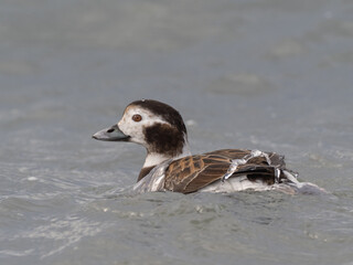 An adult female Long-tailed Duck in winter plumage swimming on the ocean with water running off her back