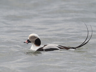 An adult male Long-tailed Duck in winter plumage swimming on the ocean