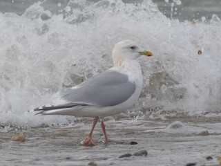 An adult Kumlien's Iceland Gull standing in the surf in winter