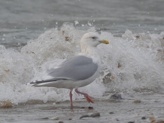 An adult Kumlien's Iceland Gull standing in the surf in winter