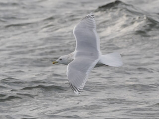 Adult Kumlien's Iceland Gull in winter in flight over the ocean