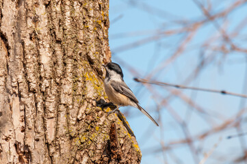 Black-capped Chickadee Working On A Large Tree Trunk