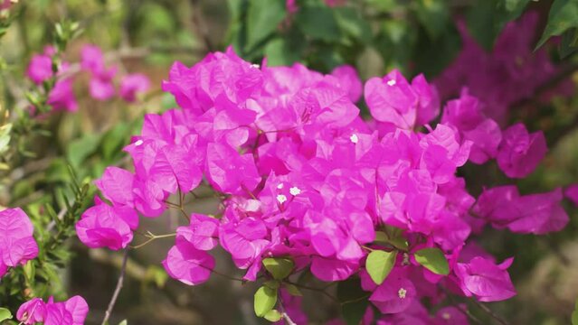 veranera rosada moving on the country breeze