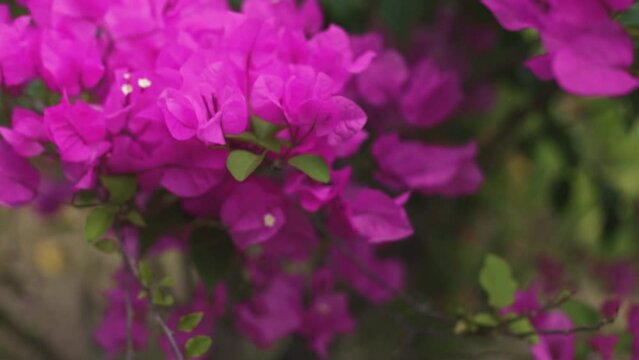 veranera rosada moving on the country breeze