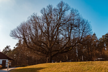 Obraz premium Ancient Tilia cordata, small-leaved lime, on a sunny day at Pilgramsberg, Rattiszell, Bavarian forest, Straubing-Bogen, Bavaria, Germany