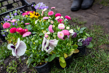 Perennial flowers in a basket, ready for transplanting to a flower bed in the spring. garden flowers in a well-kept yard.