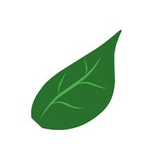 Flat Green Leaf