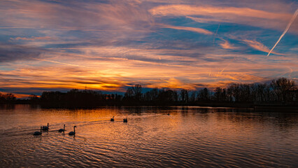 Sunset with swans and eflections near Plattling, Isar, Bavaria, Germany