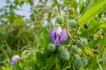 Purple and violet flower buds when is blossom at the spring time. The photo is suitable to use for botanical flower content media and nature background.