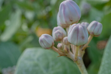Purple and violet flower buds when is blossom at the spring time. The photo is suitable to use for botanical flower content media and nature background.