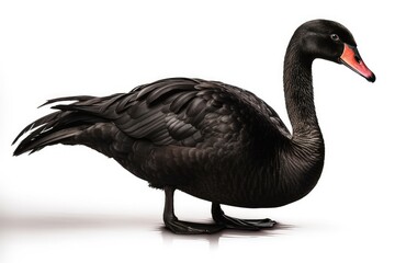 Fototapeta premium black swan isolated on white