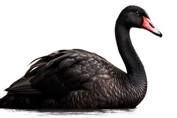 black swan on a white background