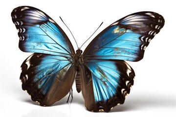 butterfly on white background