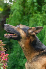 Belgian Shepherd Looking Up