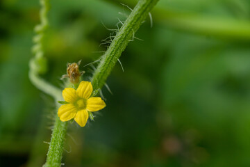 Close up photo of pink and yellow flower hold with hand. The photo is suitable to use for nature background, botanical content media and nature poster.