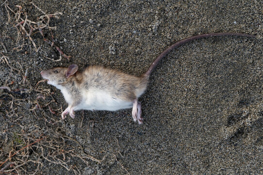 A rat has been found dead on the sand
