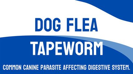 Dog Flea Tapeworm - Parasitic infection transmitted by fleas from dogs to humans.