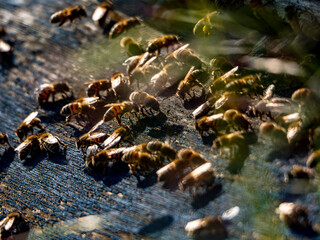 Bienenkästen vor einem Rapsfeld
