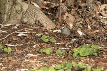 bird in the forest