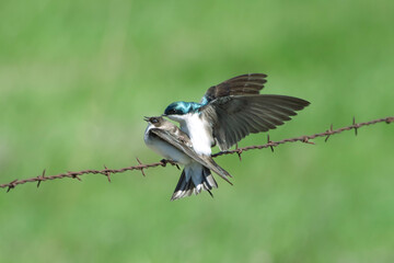 Tree Swallow (Tachycineta bicolor) couple in mid copulation. Male and female birds mating in springtime. Pair breeding on barbed wire fence