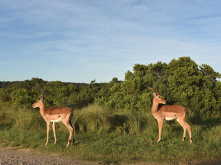 Africa- Close Up of Two Wild Impala Antelopes in the South African Wilderness