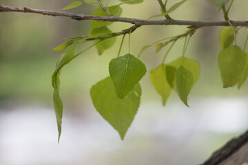 green leaves background