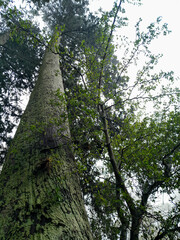 Fototapeta premium tree in the forest