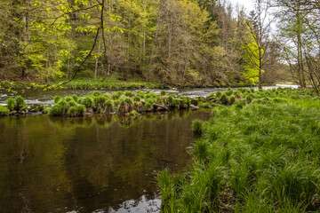 Fototapeta na wymiar View at river Ilz and it´s early spring vegetation near Kalteneck, Passau, Bavaria