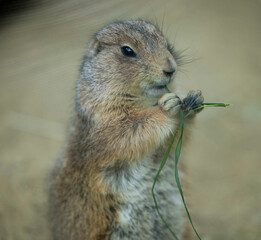 プレーリードック