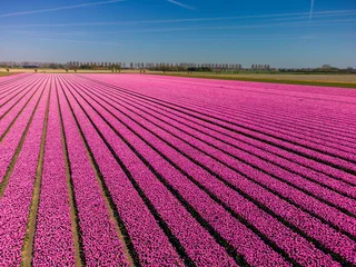 Küchenrückwand glas motiv Rosa Tulip Field In The Netherlands From Above. Rural Spring Landscape With Flowers, Drone Shot