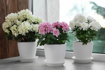 Fototapeta na wymiar Beautiful chrysanthemum and azalea flowers in pots on windowsill indoors