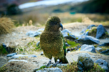 kea bird ground parrot one of symbol wildlife of southland new zealand - 599434201