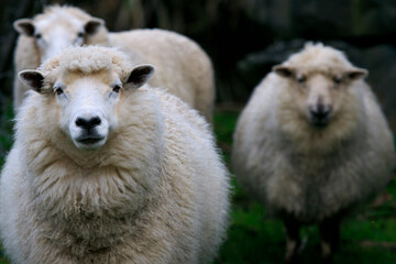 sheep in rural farm southland new zealand - 599434208