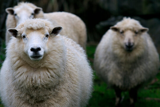 sheep in rural farm southland new zealand
